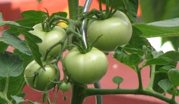 Мариновани зелени домати