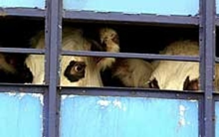 Незаконен превоз на животни и дървесина засякоха полицаите от Кърджали и Крумовград