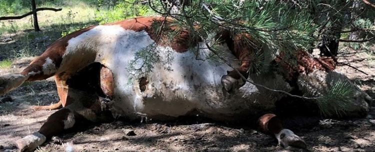 Мистериозно осакатени животни с източена кръв открити отново в САЩ