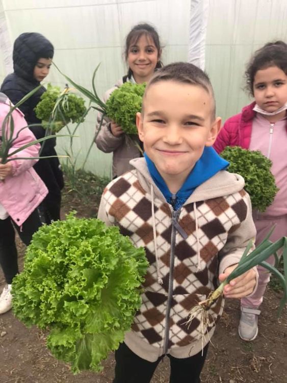 Млади предприемачи берат първите марули и лук
