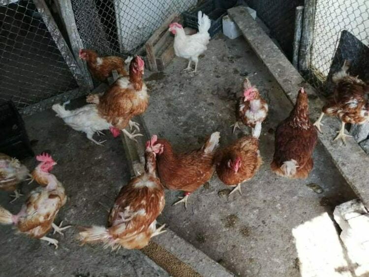 Установиха огнище на птичи грип в Асеновград 