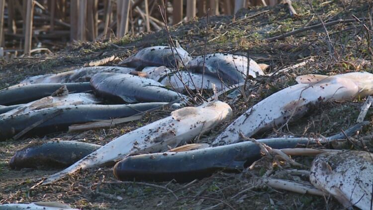 20 тона мъртва риба е извадена от язовир "Засмяно" и има още много