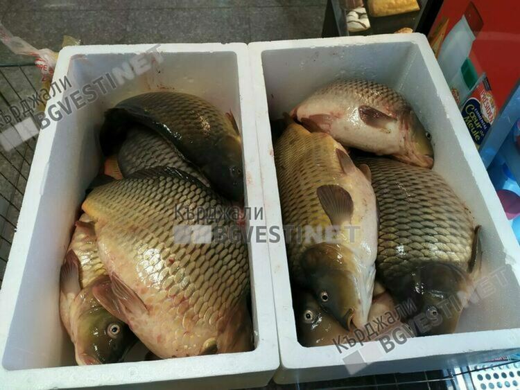  Областната дирекция на БАБХ  в Кърджали започна проверка на доставките на шаран за Никулден